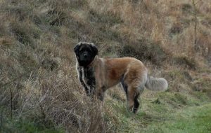 Germanischer Bärenhund