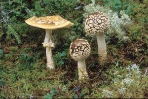 Rauschpilze-Magic-Mushrooms