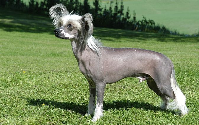 Zweiter Sieger der Chinesische haarlose Schopfhund e110 Das