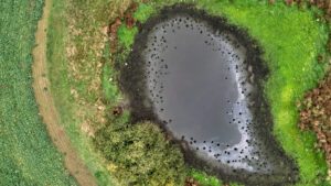 Luftaufnahme des Tümpels bei Klein Upahl, an dem die Leiche des 8-jährigen Fabians gefunden wurde.